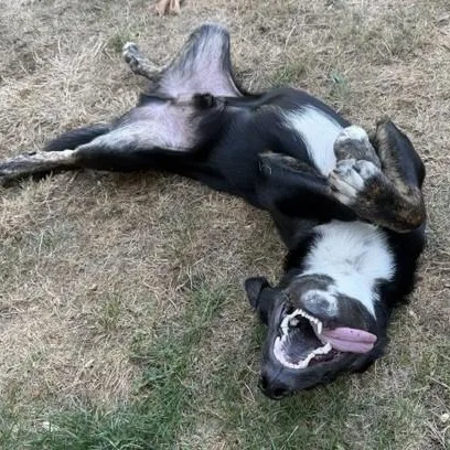 A baby large-sized male Australian Cattle Dog / Blue Heeler dog named Mr. Storm for adoption in Newport, WA