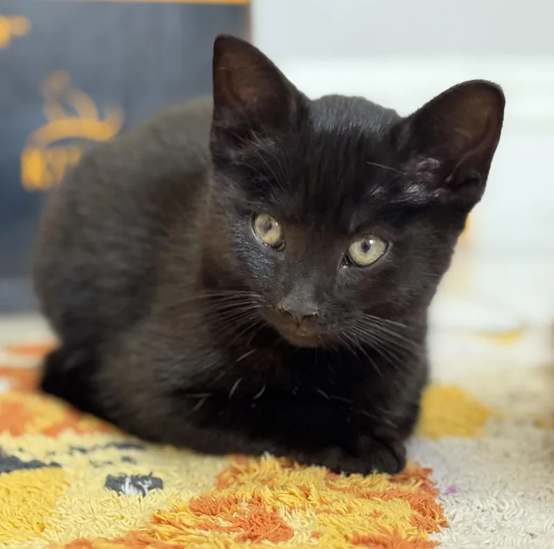 A baby medium-sized female Black Domestic Short Hair cat named Monica for adoption in Montclair, NJ