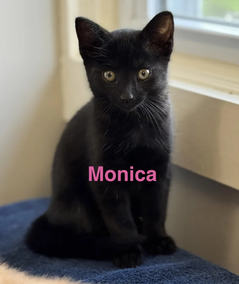 Monica thumbnail 3