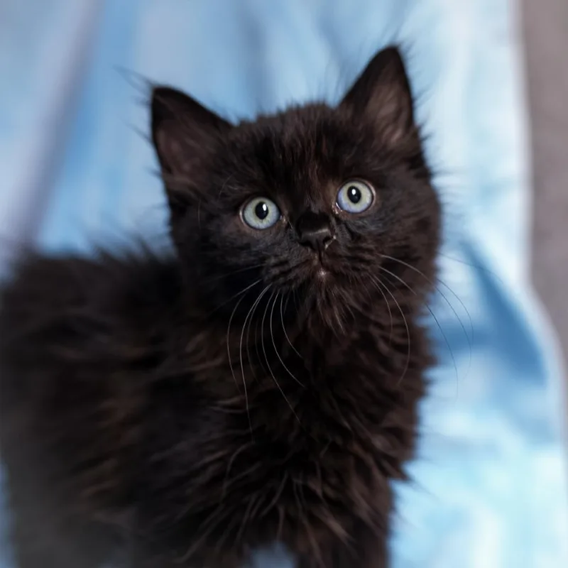 A baby small-sized female Black Domestic Long Hair cat named Ebony for adoption in Ponte Vedra, FL