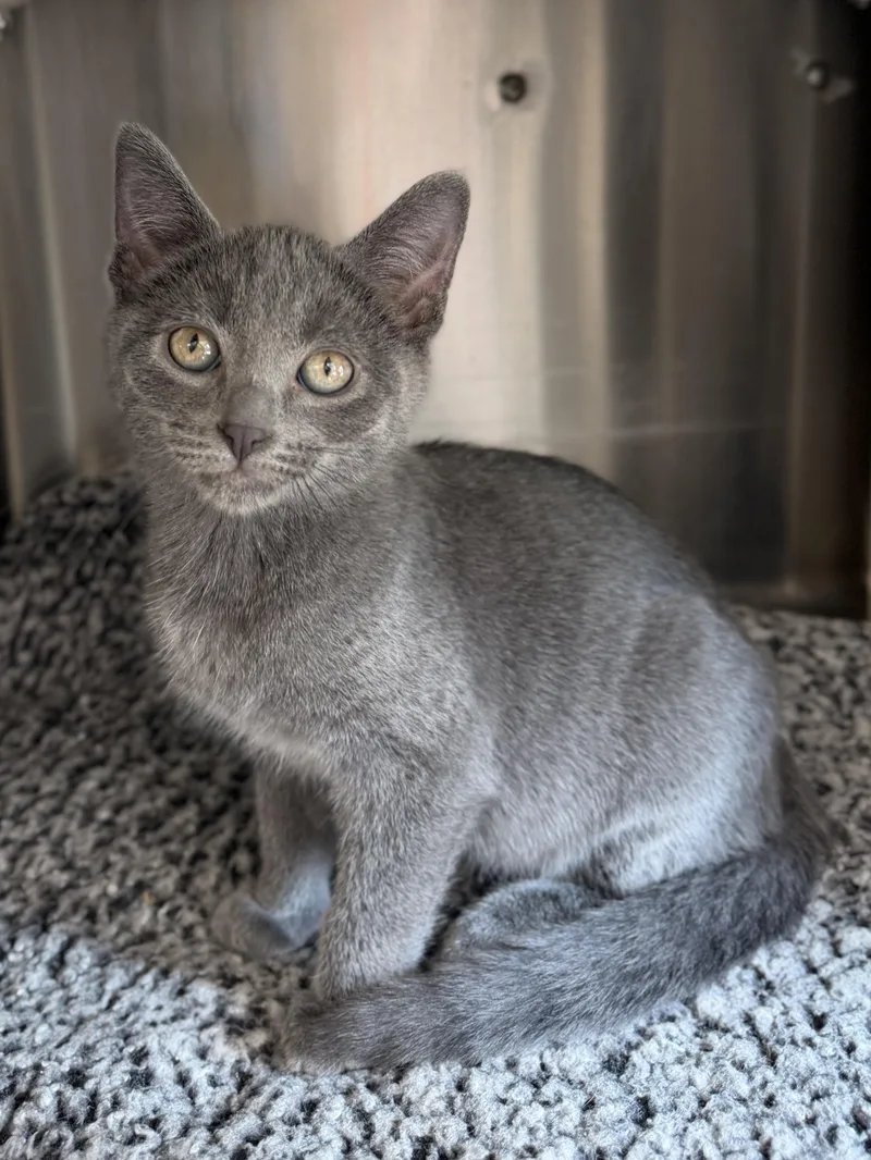 A baby medium-sized male Gray / Blue / Silver Domestic Short Hair cat named Aston for adoption in Jefferson, WI