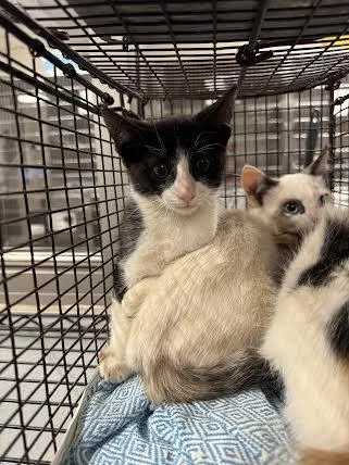 A baby small-sized male Domestic Short Hair cat named Coal for adoption in Van Nuys, CA