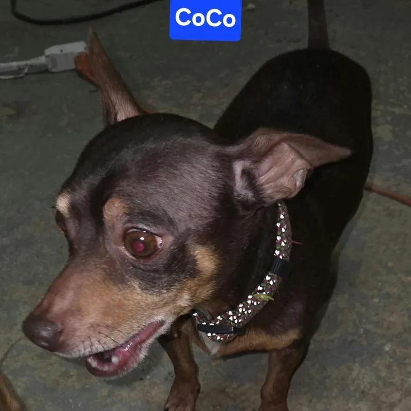 An adult small-sized male Chihuahua dog named CoCo for adoption in Overland Park, KS