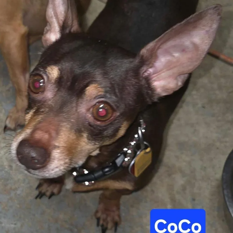 CoCo thumbnail 2