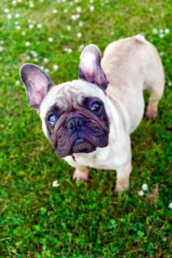 A young small-sized female Yellow / Tan / Blond / Fawn French Bulldog dog named Nova for adoption in Bedford Hills, NY