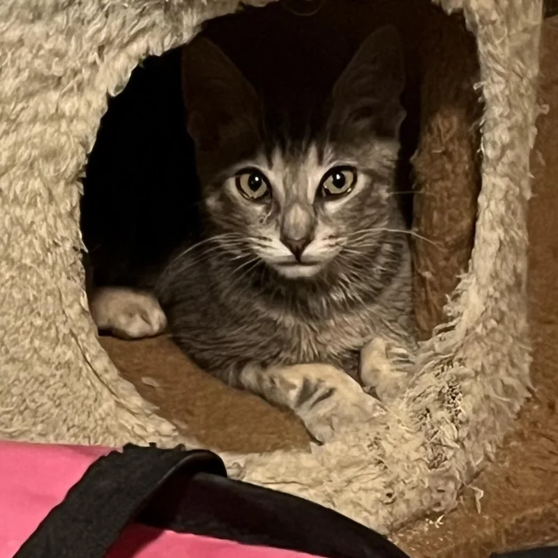 A baby small-sized male Brown / Chocolate Domestic Short Hair cat named Luis "Luchito" Diaz for adoption in Los Angeles, CA