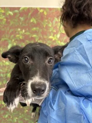 A young small-sized female Shepherd dog named Clinique for adoption in San Antonio, TX