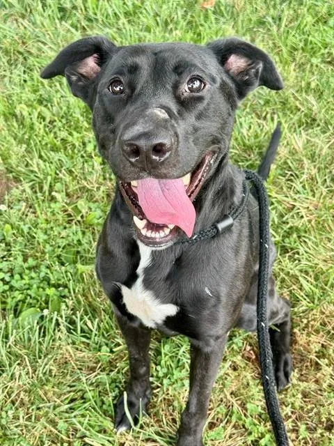 A young large-sized male Labrador Retriever dog named Charley for adoption in Olivette, MO