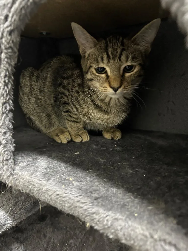 A baby small-sized female Domestic Short Hair cat named Poison Ivy for adoption in East Ridge, TN