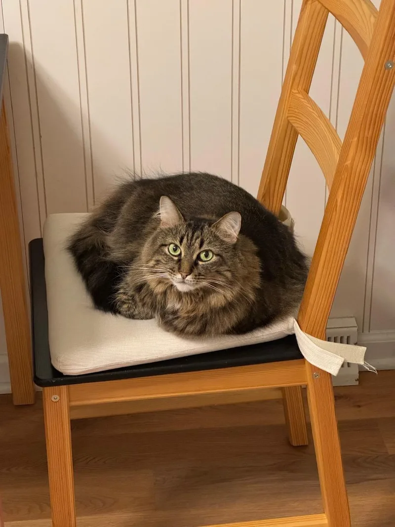 An adult medium-sized female Tabby (Brown / Chocolate) Domestic Long Hair cat named Maggie for adoption in Chicago, IL