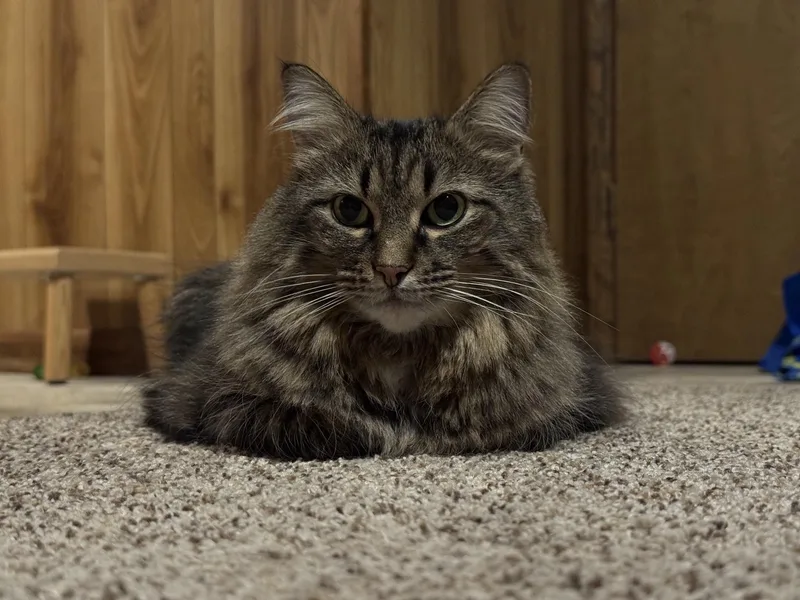 Maggie thumbnail 4