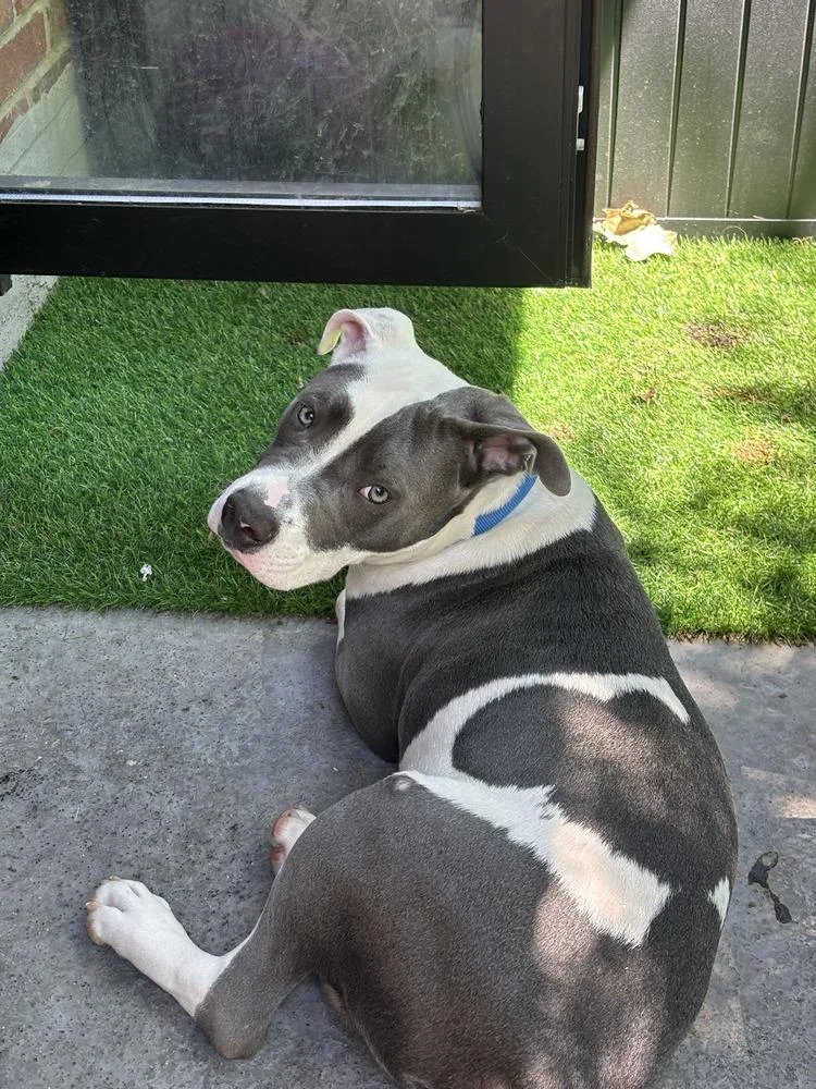A baby medium-sized male Mixed Breed dog named Dallas for adoption in New York, NY