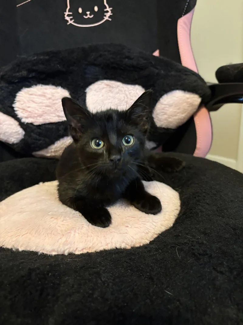 A baby medium-sized female Black Domestic Short Hair cat named Umbreon for adoption in Oviedo, FL