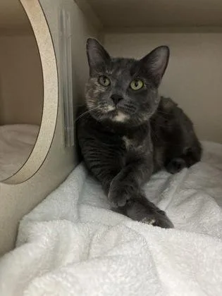 An adult medium-sized female Gray / Blue / Silver Domestic Short Hair cat named Smokey for adoption in Steamboat Springs, CO