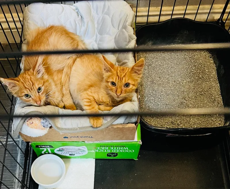 Garfield thumbnail 3