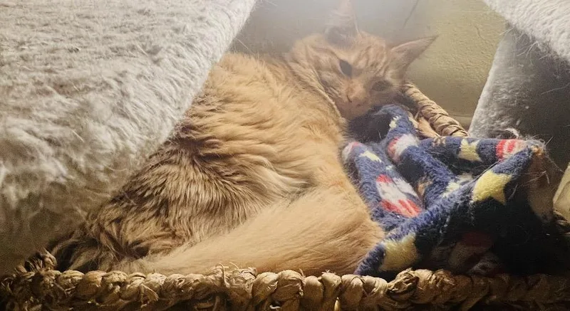 Garfield thumbnail 5