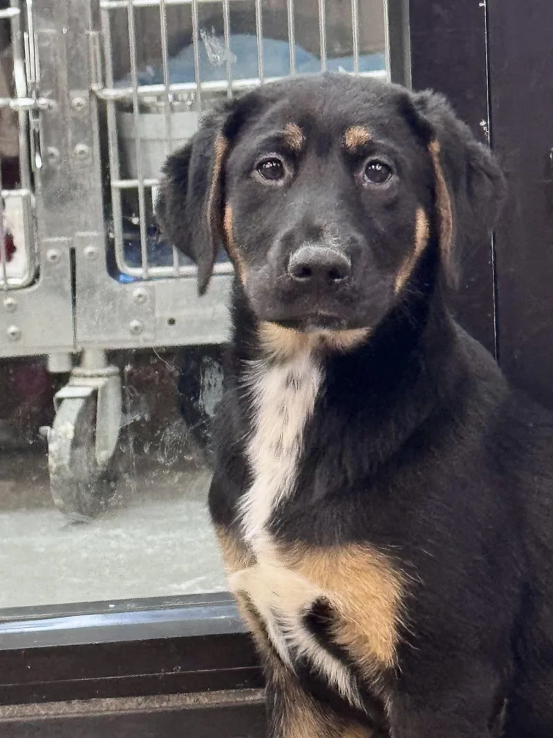 A young large-sized female Mixed Breed dog named Aspen for adoption in Washington, MO