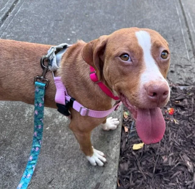 A young medium-sized female Pit Bull Terrier dog named Mango for adoption in Charlotte, NC