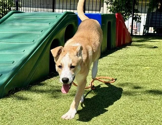 A young small-sized female Terrier dog named Suki for adoption in Saint Louis, MO