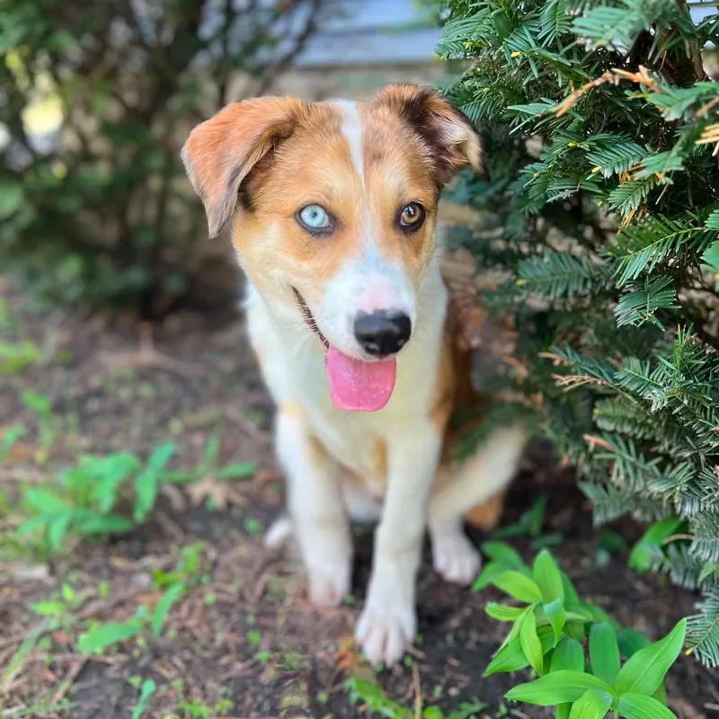 A baby medium-sized male Golden Australian Shepherd dog named Calvin for adoption in Dysart, IA