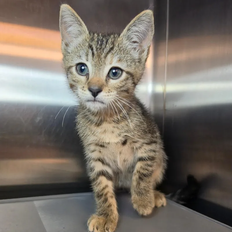 A baby small-sized female Domestic Short Hair cat named Zamboni for adoption in Los Angeles, CA
