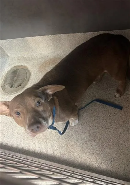 An adult small-sized female Dachshund dog named Gretta for adoption in Tallahassee, FL