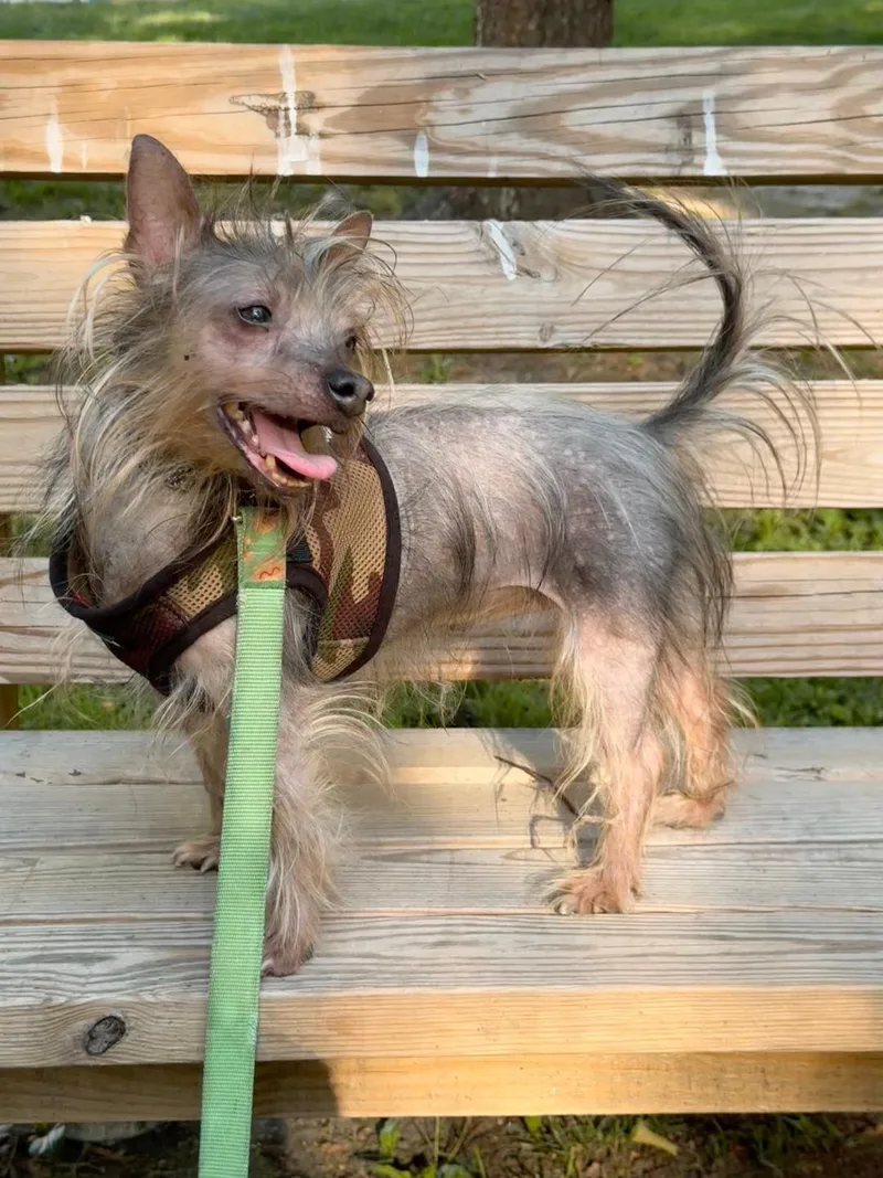 A young small-sized male Gray / Blue / Silver Yorkshire Terrier dog named Rocky for adoption in Lambertville, NJ