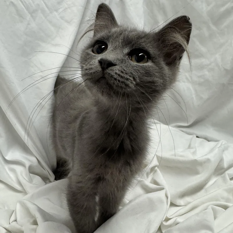 A baby medium-sized male Gray / Blue / Silver Domestic Long Hair cat named Hoot for adoption in Fredericksburg, VA