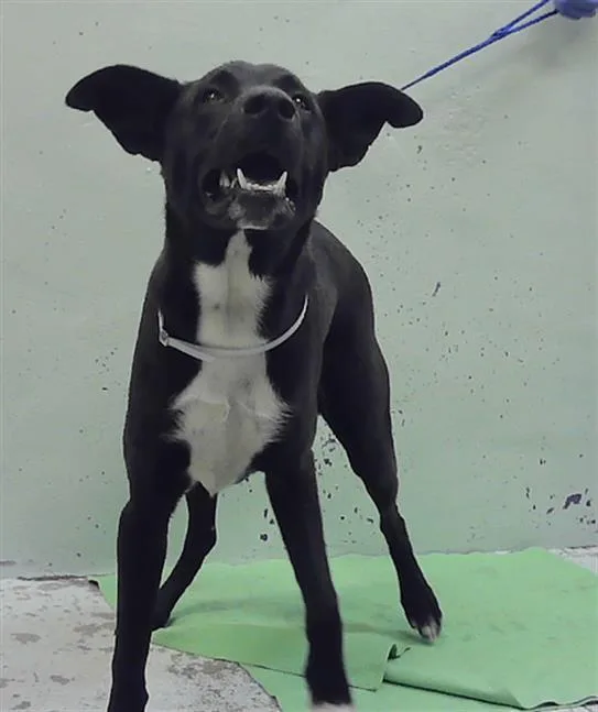 A young medium-sized male Labrador Retriever dog named A for adoption in Houston, TX