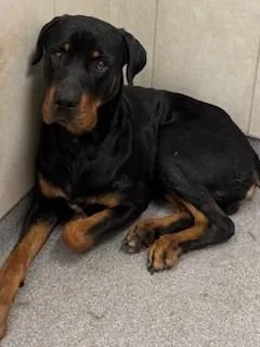 A young large-sized male Rottweiler dog named Magnus Yrly for adoption in Sidney, OH