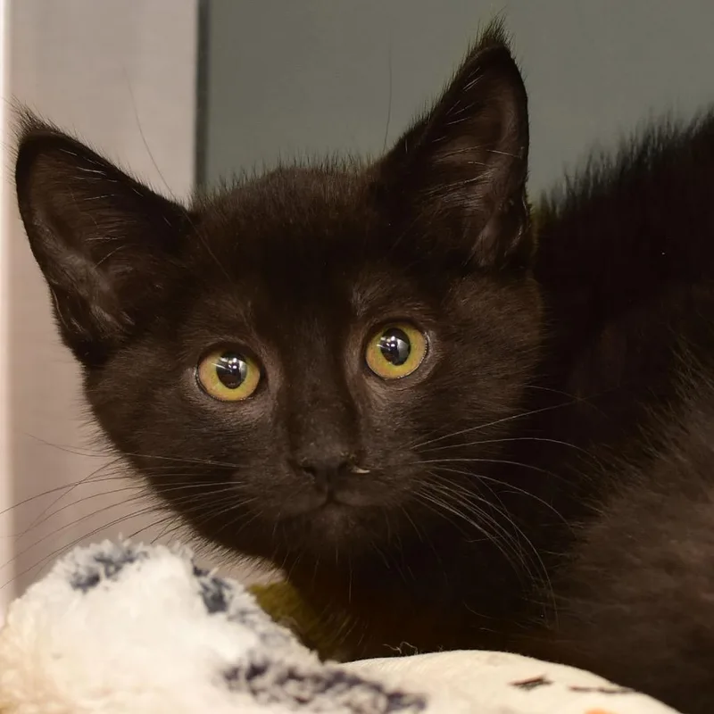 A baby small-sized male Black Domestic Short Hair cat named Froot Loops for adoption in Ottawa, KS