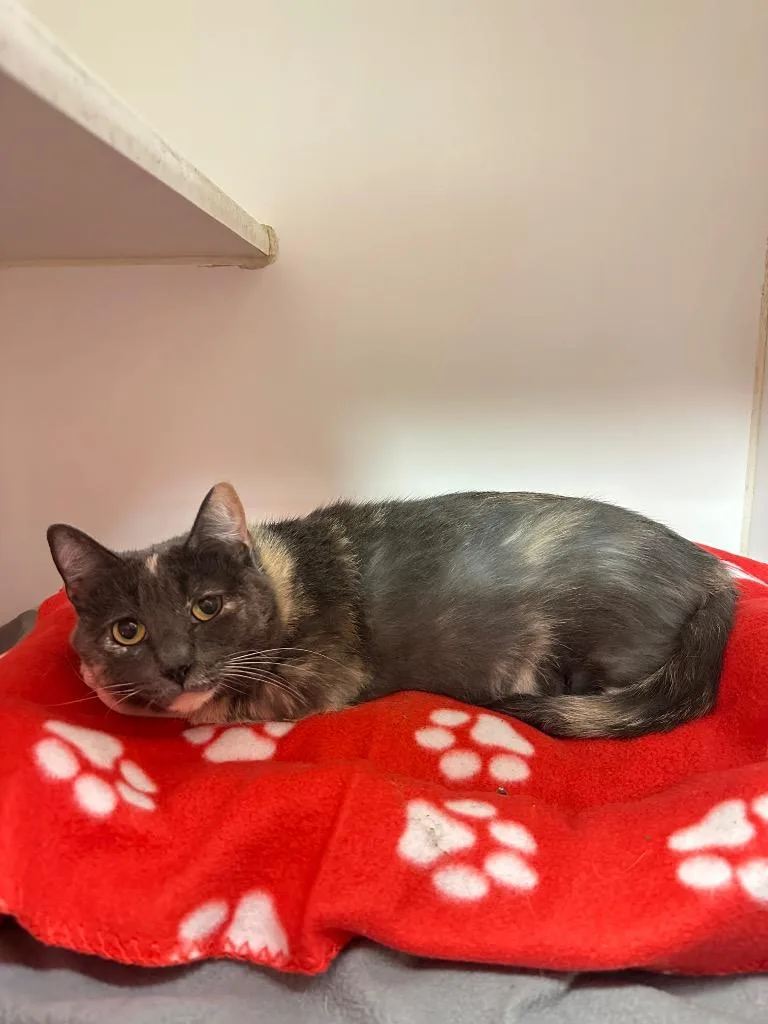 An adult medium-sized female Domestic Short Hair cat named Muffin for adoption in Johnson City, TN