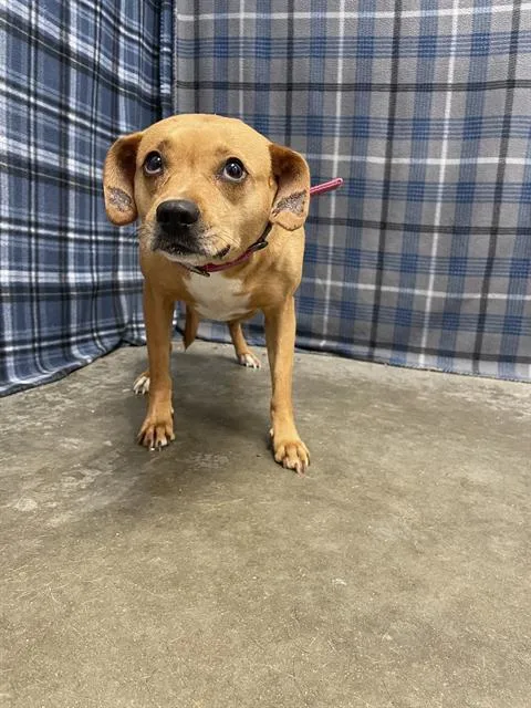 An adult small-sized female Chihuahua dog named Trina for adoption in Rosenberg, TX