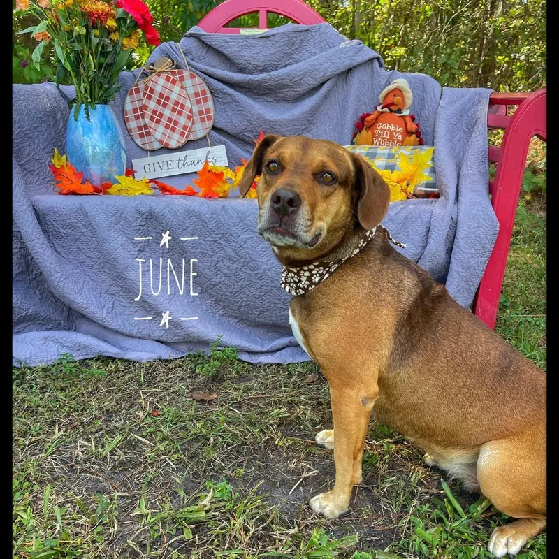 An adult large-sized female Brown / Chocolate Mixed Breed dog named June for adoption in Sarasota, FL