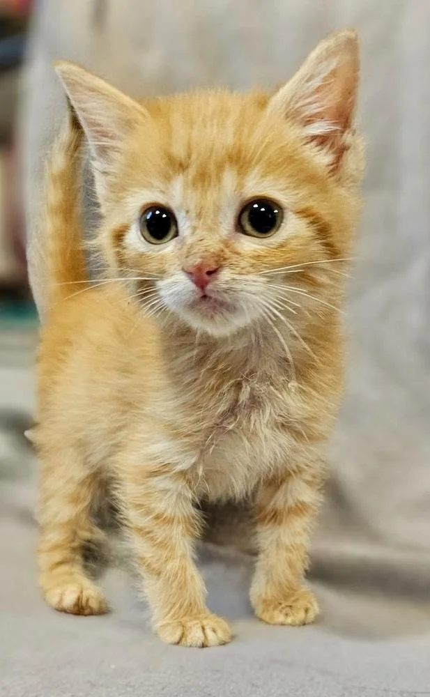 A baby small-sized female Orange & White Domestic Short Hair cat named Pip for adoption in Chicago, IL