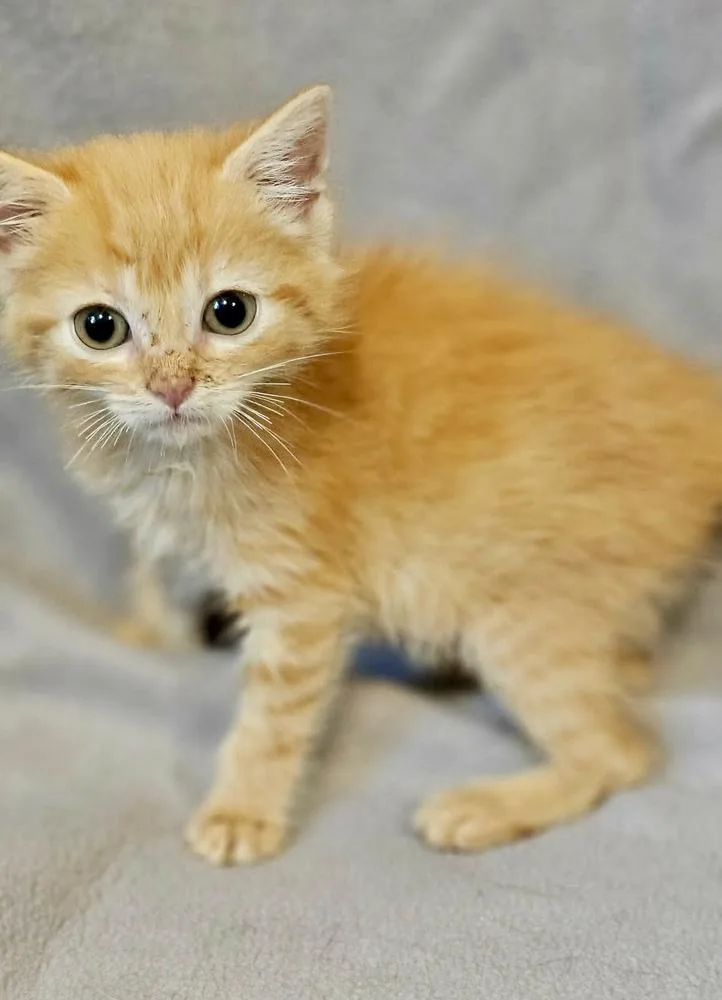 Pip thumbnail 3