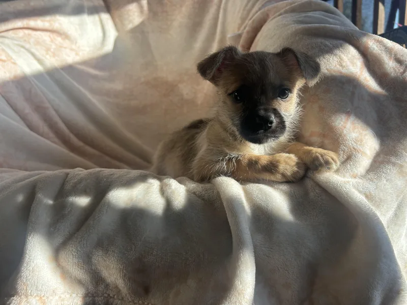 A baby small-sized male Yellow / Tan / Blond / Fawn Chihuahua dog named Jameson for adoption in Sonora, CA