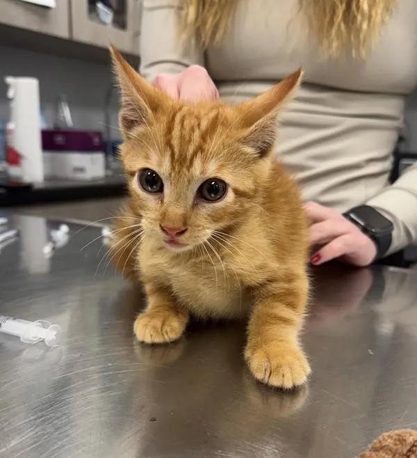 A young large-sized male Domestic Short Hair cat named Lonnie for adoption in Lafayette, LA