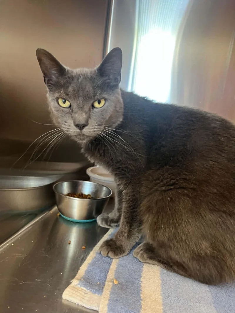 A senior medium-sized male Gray / Blue / Silver Domestic Short Hair cat named Crisp for adoption in Chambersburg, PA