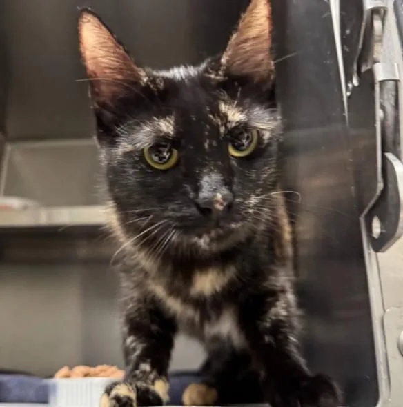A young medium-sized female Domestic Short Hair cat named Halloween for adoption in Los Angeles, CA
