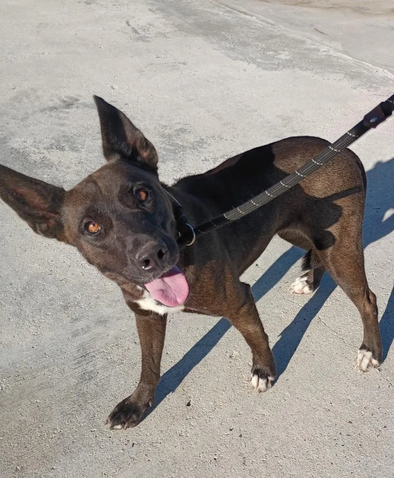 A young medium-sized female Shepherd dog named Medusa for adoption in Rockport, TX