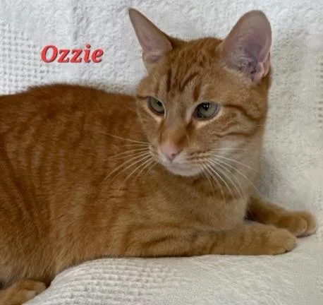 Ozzie