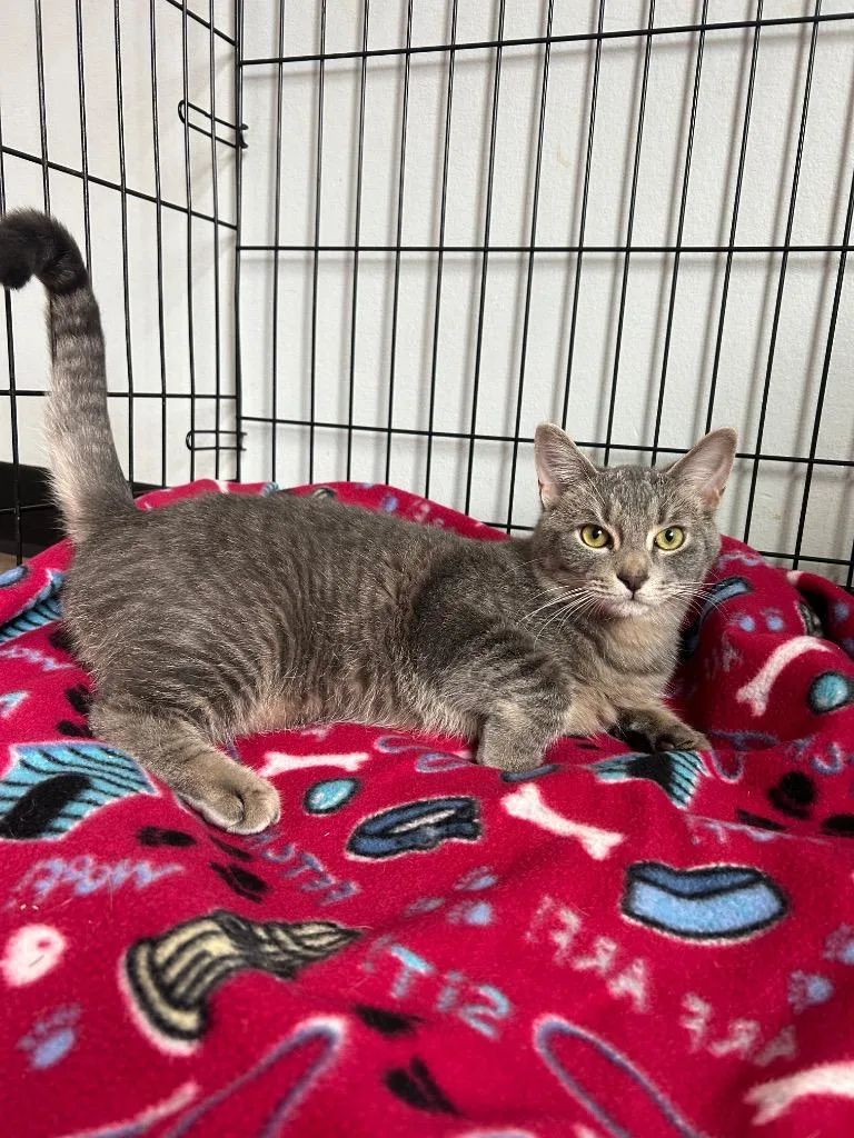 Lu Lewis thumbnail 2