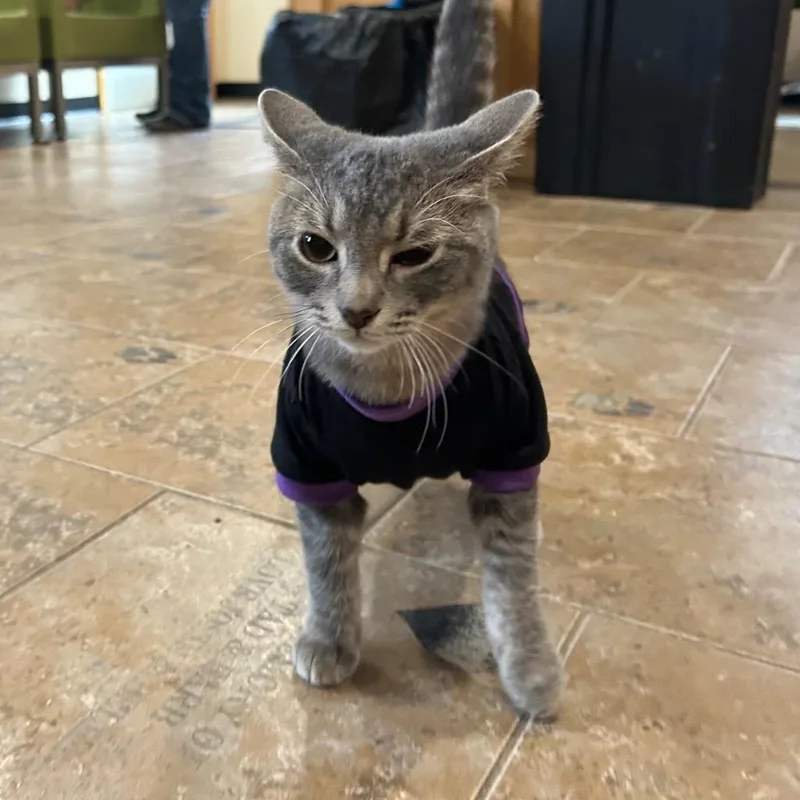 Lu Lewis thumbnail 3