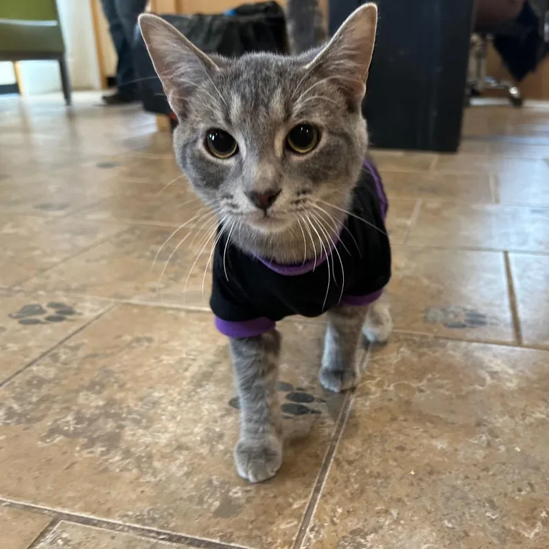 Lu Lewis thumbnail 4