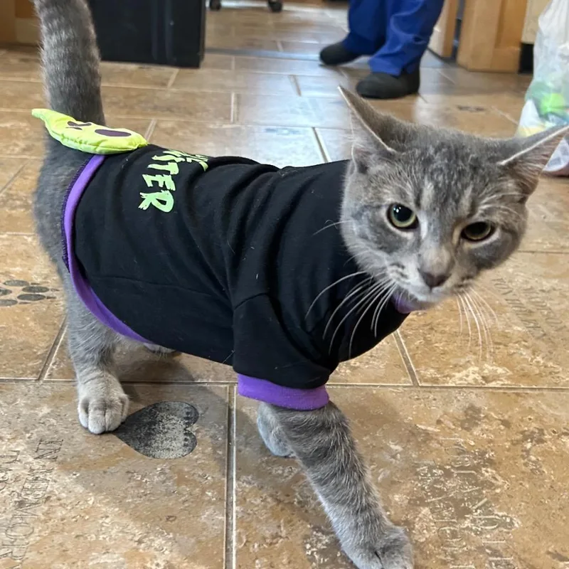 Lu Lewis thumbnail 5