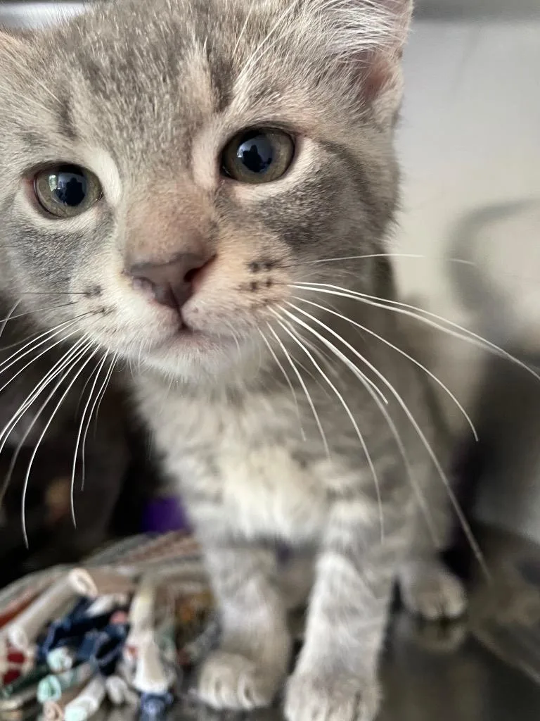 Lu Lewis thumbnail 6