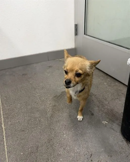 An adult medium-sized male Chihuahua dog named Timothee for adoption in Phoenix, AZ