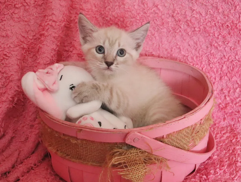 A baby medium-sized female Blue Point Siamese cat named Harmony for adoption in Saint Augustine, FL