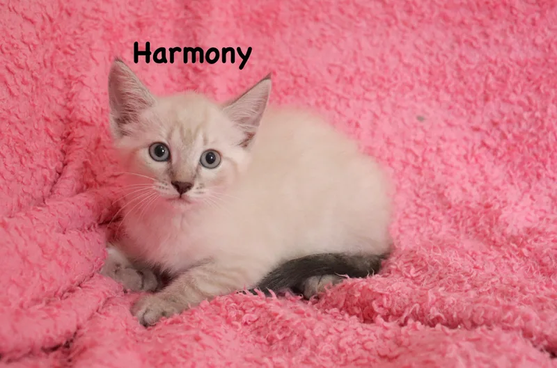 Harmony thumbnail 4